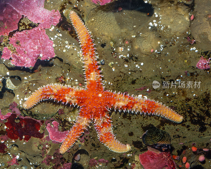 Rainbow Star, Orthasterias koehleri, Monterey, California;棘皮类;海星纲;钳棘目;海盘车科